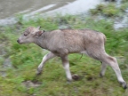 baby-buffalo.JPG (203 KB)